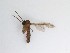  ( - TMM-565)  @12 [ ] CreativeCommons  Attribution
Non-Commercial Share-Alike (2019) Unspecified Zhejiang A&F University