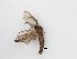  ( - TMM-672)  @11 [ ] CreativeCommons  Attribution
Non-Commercial Share-Alike (2019) Unspecified Zhejiang A&F University