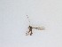  ( - TMM-686)  @11 [ ] CreativeCommons  Attribution
Non-Commercial Share-Alike (2019) Unspecified Zhejiang A&F University