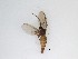 ( - TMM-77)  @11 [ ] CreativeCommons  Attribution
Non-Commercial Share-Alike (2019) Unspecified Zhejiang A&F University