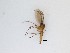  (Cratyna sp. 16_TM - TMM-778)  @11 [ ] CreativeCommons  Attribution
Non-Commercial Share-Alike (2019) Unspecified Zhejiang A&F University