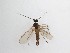  ( - TMM-886)  @11 [ ] CreativeCommons  Attribution
Non-Commercial Share-Alike (2019) Unspecified Zhejiang A&F University