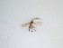  (Corynoptera sp. 28_TM - TMM-906)  @11 [ ] CreativeCommons  Attribution
Non-Commercial Share-Alike (2019) Unspecified Zhejiang A&F University