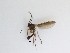  ( - TMM-978)  @11 [ ] CreativeCommons  Attribution
Non-Commercial Share-Alike (2019) Unspecified Zhejiang A&F University