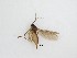  ( - TMM-F116)  @11 [ ] CreativeCommons  Attribution
Non-Commercial Share-Alike (2019) Unspecified Zhejiang A&F University