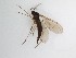  (Zygoneura sciarina_TM - TMM-F2)  @13 [ ] CreativeCommons  Attribution
Non-Commercial Share-Alike (2019) Unspecified Zhejiang A&F University