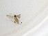  (Cratyna sp. 2_TM - TMM-F67)  @11 [ ] CreativeCommons  Attribution
Non-Commercial Share-Alike (2019) Unspecified Zhejiang A&F University