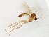  (Brachycampta aculeata - TSZD-JKJ-107160)  @11 [ ] CreativeCommons - Attribution Non-Commercial Share-Alike (2019) Unspecified Tromsø University Museum