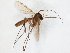  (Exechia JKJ-Afr-spC - TSZD-JKJ-107166)  @11 [ ] CreativeCommons - Attribution Non-Commercial Share-Alike (2019) Unspecified Tromsø University Museum