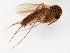  (Exechia JKJ-Afr-spE - TSZD-JKJ-107172)  @11 [ ] CreativeCommons - Attribution Non-Commercial Share-Alike (2019) Unspecified Tromsø University Museum