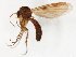  (Mycetophila JKJ-Afr-spA - TSZD-JKJ-107208)  @11 [ ] CreativeCommons - Attribution Non-Commercial Share-Alike (2019) Unspecified Tromsø University Museum