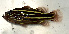  ( - SCIL-001)  @11 [ ] CreativeCommons  Attribution Non-Commercial (by-nc) (2014) Unspecified Smithsonian Institution National Museum of Natural History