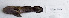  ( - SCIL-003)  @11 [ ] CreativeCommons  Attribution Non-Commercial (by-nc) (2014) Unspecified Smithsonian Institution National Museum of Natural History