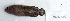  ( - SCIL-009)  @11 [ ] CreativeCommons  Attribution Non-Commercial (by-nc) (2014) Unspecified Smithsonian Institution National Museum of Natural History