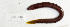 ( - SCIL-019)  @11 [ ] CreativeCommons  Attribution Non-Commercial (by-nc) (2014) Unspecified Smithsonian Institution National Museum of Natural History