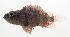  ( - SCIL-022)  @11 [ ] CreativeCommons  Attribution Non-Commercial (by-nc) (2014) Unspecified Smithsonian Institution National Museum of Natural History
