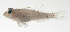  ( - SCIL-027)  @11 [ ] CreativeCommons  Attribution Non-Commercial (by-nc) (2014) Unspecified Smithsonian Institution National Museum of Natural History