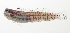  ( - SCIL-029)  @11 [ ] CreativeCommons  Attribution Non-Commercial (by-nc) (2014) Unspecified Smithsonian Institution National Museum of Natural History