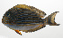 ( - SCIL-042)  @11 [ ] CreativeCommons  Attribution Non-Commercial (by-nc) (2014) Unspecified Smithsonian Institution National Museum of Natural History