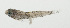  ( - SCIL-054)  @11 [ ] CreativeCommons  Attribution Non-Commercial (by-nc) (2014) Unspecified Smithsonian Institution National Museum of Natural History