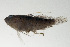  ( - SCIL-075)  @11 [ ] CreativeCommons  Attribution Non-Commercial (by-nc) (2014) Unspecified Smithsonian Institution National Museum of Natural History