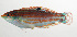  ( - SCIL-087)  @11 [ ] CreativeCommons  Attribution Non-Commercial (by-nc) (2014) Unspecified Smithsonian Institution National Museum of Natural History