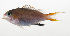  ( - SCIL-091)  @11 [ ] CreativeCommons  Attribution Non-Commercial (by-nc) (2014) Unspecified Smithsonian Institution National Museum of Natural History