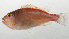  ( - SCIL-093)  @11 [ ] CreativeCommons  Attribution Non-Commercial (by-nc) (2014) Unspecified Smithsonian Institution National Museum of Natural History