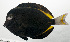  ( - SCIL-102)  @11 [ ] CreativeCommons  Attribution Non-Commercial (by-nc) (2014) Unspecified Smithsonian Institution National Museum of Natural History