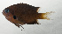 ( - SCIL-103)  @11 [ ] CreativeCommons  Attribution Non-Commercial (by-nc) (2014) Unspecified Smithsonian Institution National Museum of Natural History