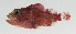  ( - SCIL-113)  @11 [ ] CreativeCommons  Attribution Non-Commercial (by-nc) (2014) Unspecified Smithsonian Institution National Museum of Natural History