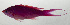  ( - SCIL-122)  @11 [ ] CreativeCommons  Attribution Non-Commercial (by-nc) (2014) Unspecified Smithsonian Institution National Museum of Natural History