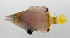  ( - SCIL-124)  @11 [ ] CreativeCommons  Attribution Non-Commercial (by-nc) (2014) Unspecified Smithsonian Institution National Museum of Natural History