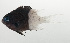 ( - SCIL-129)  @11 [ ] CreativeCommons  Attribution Non-Commercial (by-nc) (2014) Unspecified Smithsonian Institution National Museum of Natural History