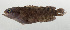  ( - SCIL-131)  @11 [ ] CreativeCommons  Attribution Non-Commercial (by-nc) (2014) Unspecified Smithsonian Institution National Museum of Natural History