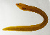  ( - SCIL-148)  @11 [ ] CreativeCommons  Attribution Non-Commercial (by-nc) (2014) Unspecified Smithsonian Institution National Museum of Natural History
