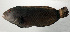  ( - SCIL-150)  @11 [ ] CreativeCommons  Attribution Non-Commercial (by-nc) (2014) Unspecified Smithsonian Institution National Museum of Natural History