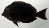  (Acanthurus nigros - SCIL-151)  @11 [ ] CreativeCommons  Attribution Non-Commercial (by-nc) (2014) Unspecified Smithsonian Institution National Museum of Natural History