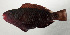  ( - SCIL-152)  @11 [ ] CreativeCommons  Attribution Non-Commercial (by-nc) (2014) Unspecified Smithsonian Institution National Museum of Natural History