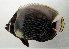  ( - SCIL-153)  @11 [ ] CreativeCommons  Attribution Non-Commercial (by-nc) (2014) Unspecified Smithsonian Institution National Museum of Natural History