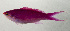  ( - SCIL-159)  @11 [ ] CreativeCommons  Attribution Non-Commercial (by-nc) (2014) Unspecified Smithsonian Institution National Museum of Natural History