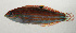  ( - SCIL-160)  @11 [ ] CreativeCommons  Attribution Non-Commercial (by-nc) (2014) Unspecified Smithsonian Institution National Museum of Natural History
