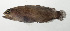  ( - SCIL-201)  @11 [ ] CreativeCommons  Attribution Non-Commercial (by-nc) (2014) Unspecified Smithsonian Institution National Museum of Natural History