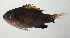  ( - SCIL-208)  @11 [ ] CreativeCommons  Attribution Non-Commercial (by-nc) (2014) Unspecified Smithsonian Institution National Museum of Natural History
