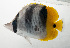  ( - SCIL-223)  @11 [ ] CreativeCommons  Attribution Non-Commercial (by-nc) (2014) Unspecified Smithsonian Institution National Museum of Natural History