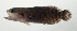  ( - SCIL-230)  @11 [ ] CreativeCommons  Attribution Non-Commercial (by-nc) (2014) Unspecified Smithsonian Institution National Museum of Natural History