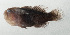  ( - SCIL-232)  @11 [ ] CreativeCommons  Attribution Non-Commercial (by-nc) (2014) Unspecified Smithsonian Institution National Museum of Natural History