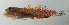  ( - SCIL-242)  @11 [ ] CreativeCommons  Attribution Non-Commercial (by-nc) (2014) Unspecified Smithsonian Institution National Museum of Natural History