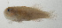  ( - SCIL-255)  @11 [ ] CreativeCommons  Attribution Non-Commercial (by-nc) (2014) Unspecified Smithsonian Institution National Museum of Natural History