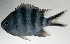  ( - SCIL-257)  @11 [ ] CreativeCommons  Attribution Non-Commercial (by-nc) (2014) Unspecified Smithsonian Institution National Museum of Natural History